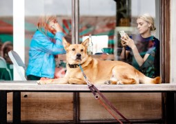 Hunde in der Gastronomie