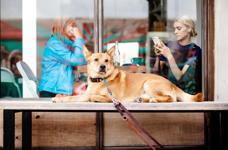 Hunde in der Gastronomie